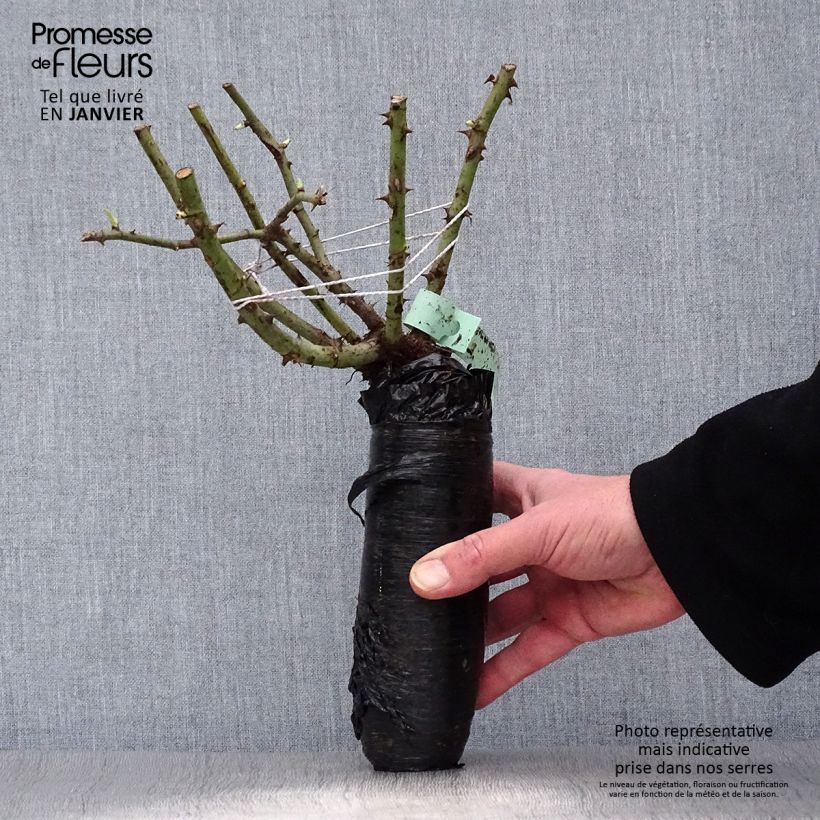 Spécimen de Rosier à fleurs groupées Minerva Racines nues en motte tel que livré en hiver