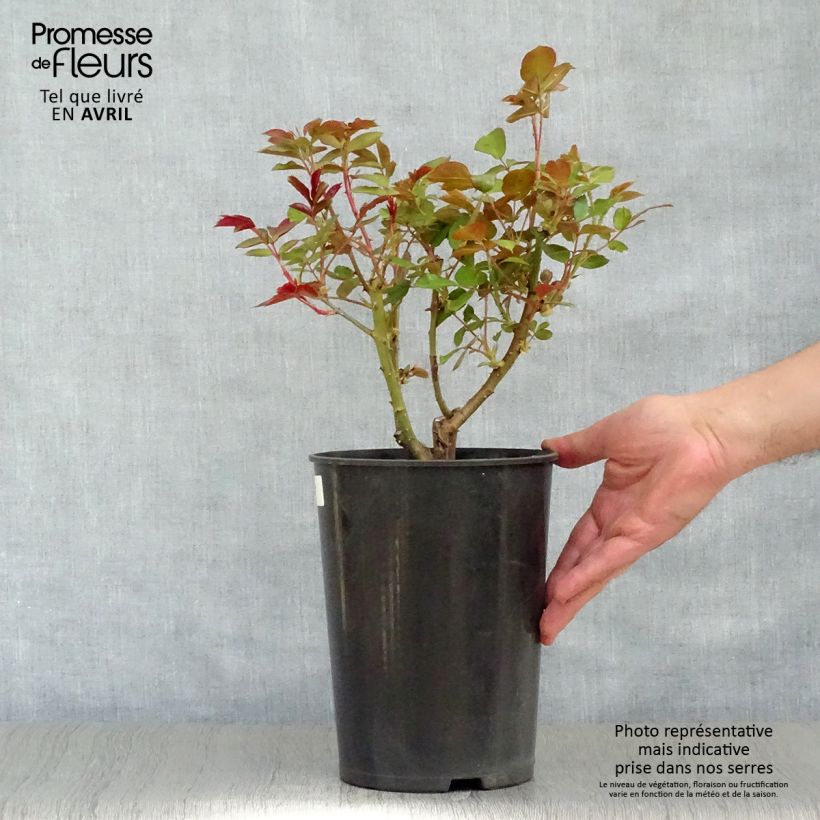 Spécimen de Rosier à fleurs groupées Novalis Pot de 4L/5L tel que livré au printemps
