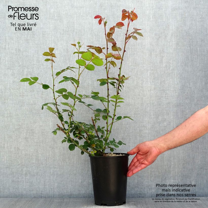 Example of Rosier à fleurs groupées Park Abbey Rose Pot de 4L/5L as you get in printemps