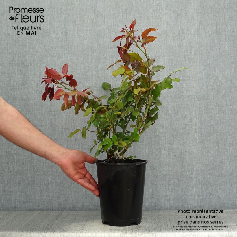 Spécimen de Rosier à fleurs groupées Quinte Flush Pot de 4L/5L tel que livré au printemps