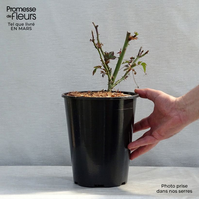 Spécimen de Rosier à fleurs groupées Remembrance Pot de 2L/3L tel que livré au printemps