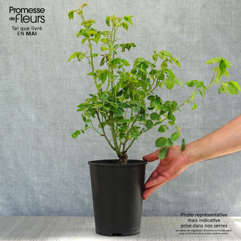 Spécimen de Rosier à fleurs groupées Rhapsody In Blue Pot de 4L/5L tel que livré au printemps