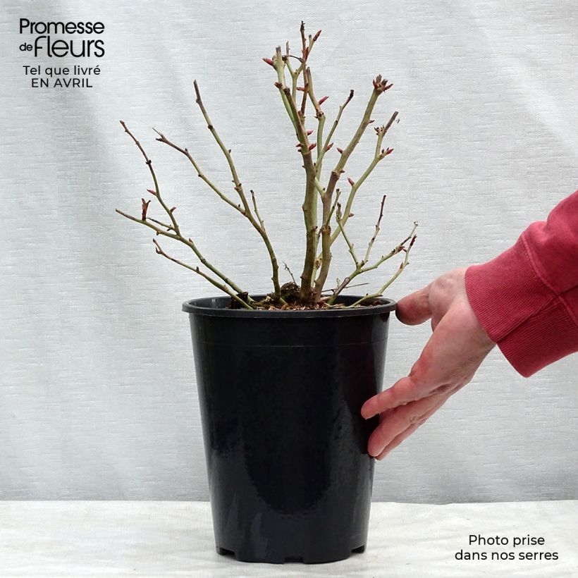 Example of Rosier à fleurs groupées Schöne Koblenzerin Pot de 2L/3L as you get in printemps