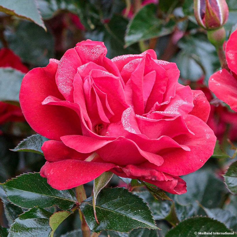 Rosier à fleurs groupées Rose du CICR® (Floraison)