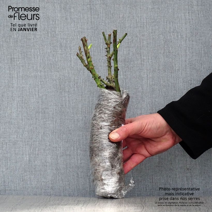 Spécimen de Rosier à fleurs groupées Sylvie Vartan Racines nues en motte tel que livré en hiver