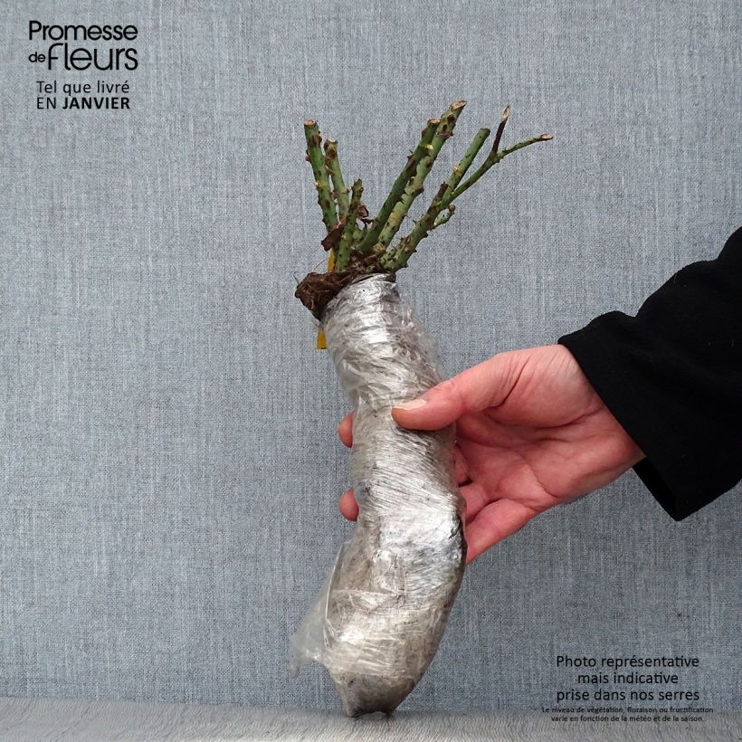 Spécimen de Rosier à fleurs groupées Utopia Racines nues en motte tel que livré en hiver