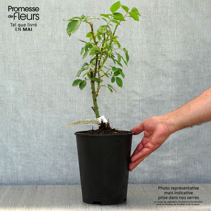 Spécimen de Rosier à fleurs groupées Ville de Saumur Pot de 4L/5L tel que livré au printemps