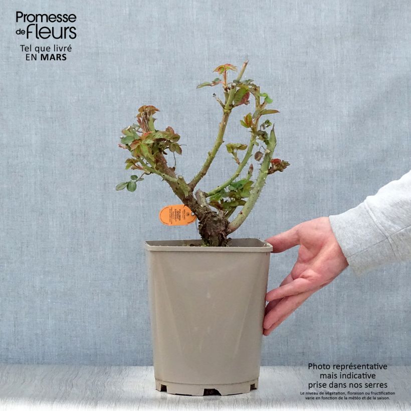 Example of Rosier à grandes Fleurs Oriental Peace Pot de 4L/5L as you get in printemps