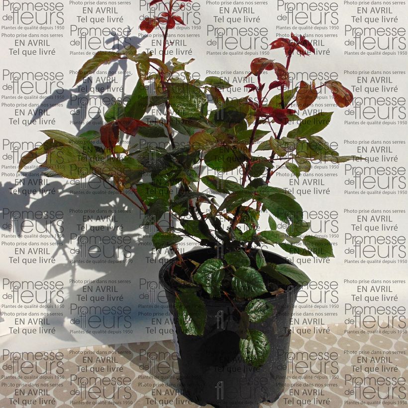 Exemple de spécimen de Rosier à grandes Fleurs Wedding Bells Pot de 4L/5L tel que livré