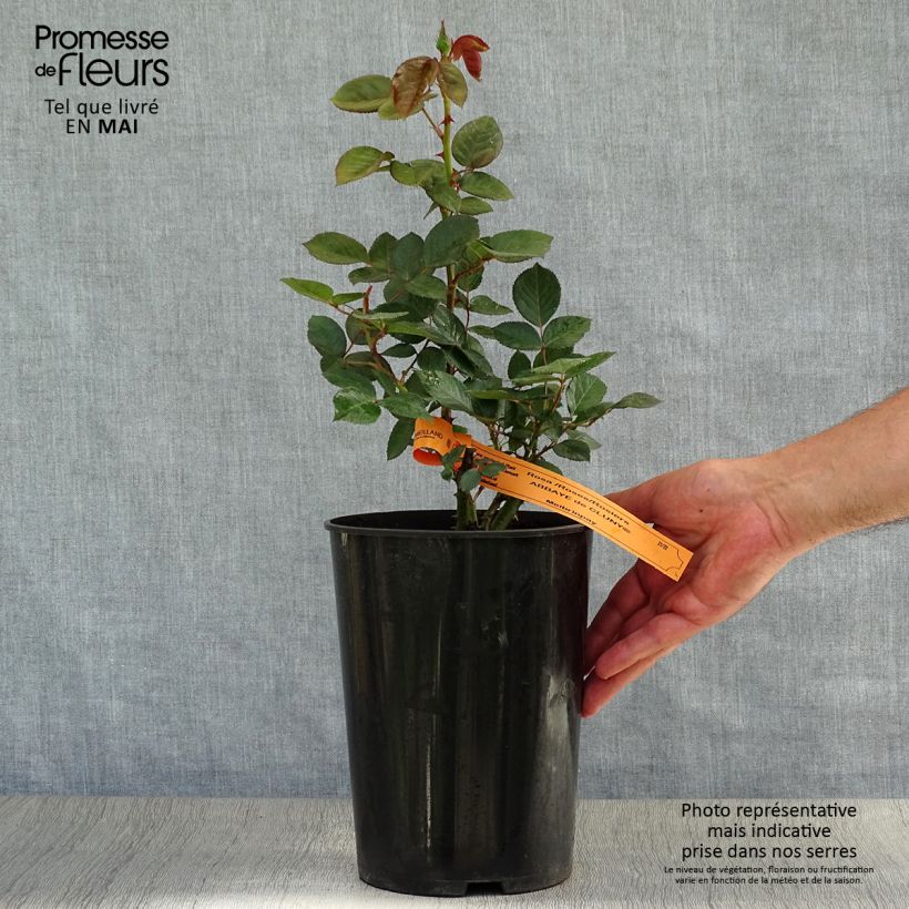 Example of Rosier à grandes fleurs Abbaye de Cluny Pot de 4L/5L as you get in printemps