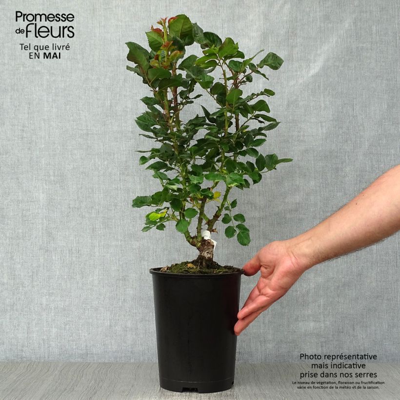 Spécimen de Rosier à grandes fleurs Agnès B Pot de 4L/5L tel que livré au printemps