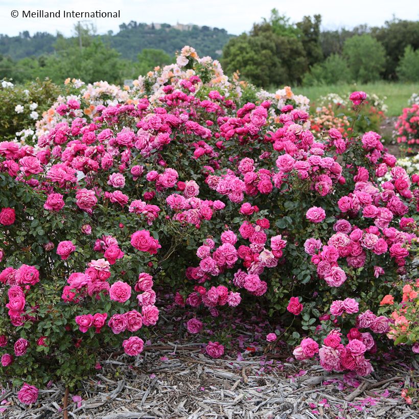 Rosier à grandes fleurs Alexandre Astier (Port)