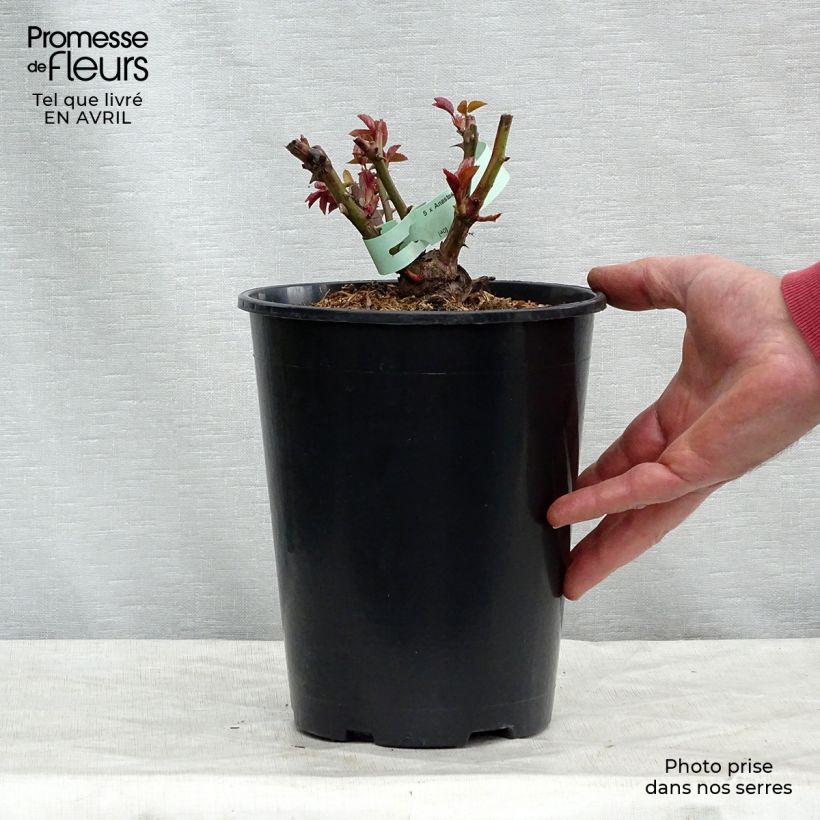 Spécimen de Rosier à grandes fleurs Anastasia Pot de 4L/5L tel que livré au printemps