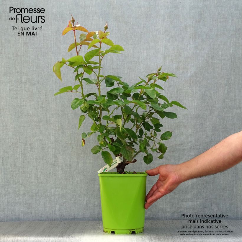 Spécimen de Rosier à grandes fleurs André Eve Pot de 4L/5L tel que livré au printemps