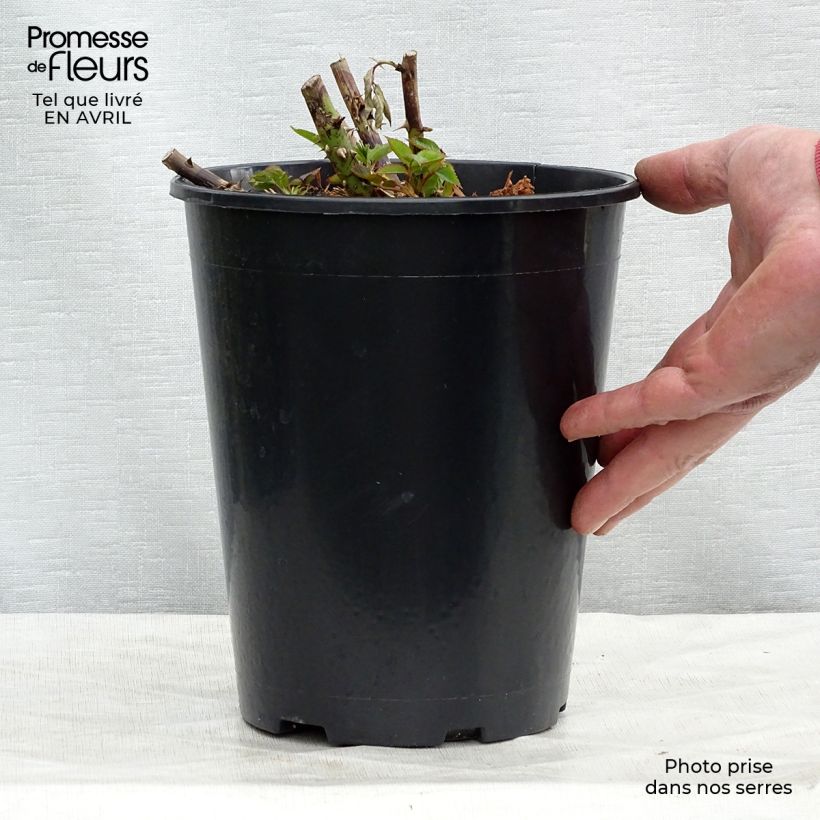 Spécimen de Rosier à grandes fleurs Annapurna Pot de 4L/5L tel que livré au printemps