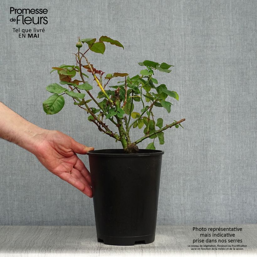 Spécimen de Rosier à grandes fleurs Astrid Gräfin von Hardenberg (Nuit de Chine) Pot de 4L/5L tel que livré au printemps
