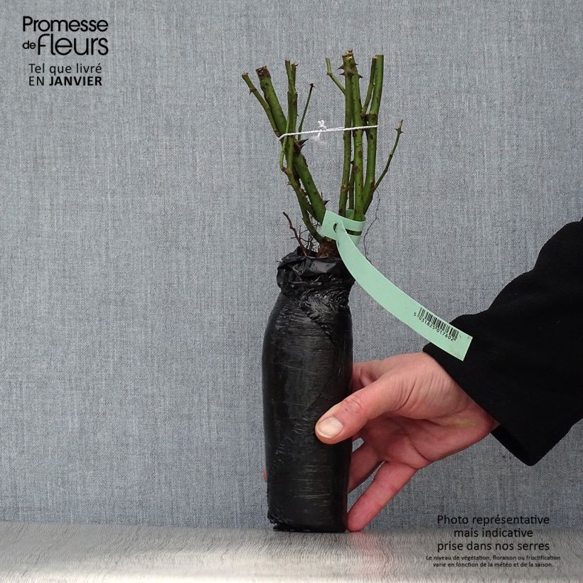 Example of Rosier à grandes fleurs Augusta Luise Racines nues en motte as you get in hiver