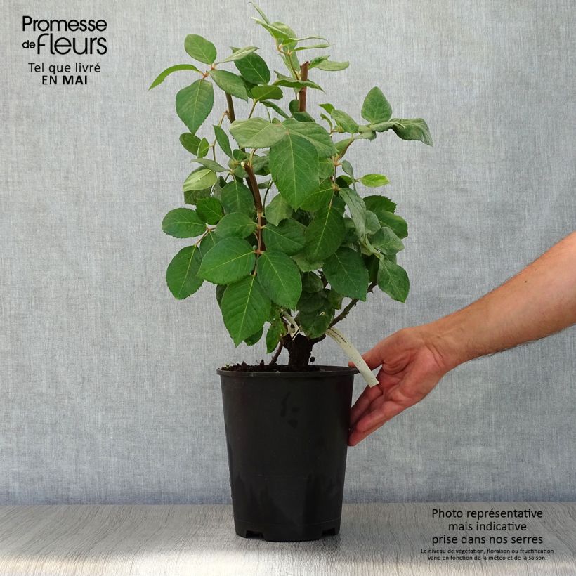 Spécimen de Rosier à grandes fleurs Baie des Anges Pot de 4L/5L tel que livré au printemps