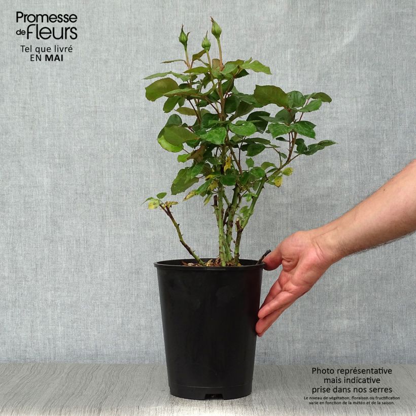 Spécimen de Rosier à grandes fleurs Barbados Pot de 4L/5L tel que livré au printemps