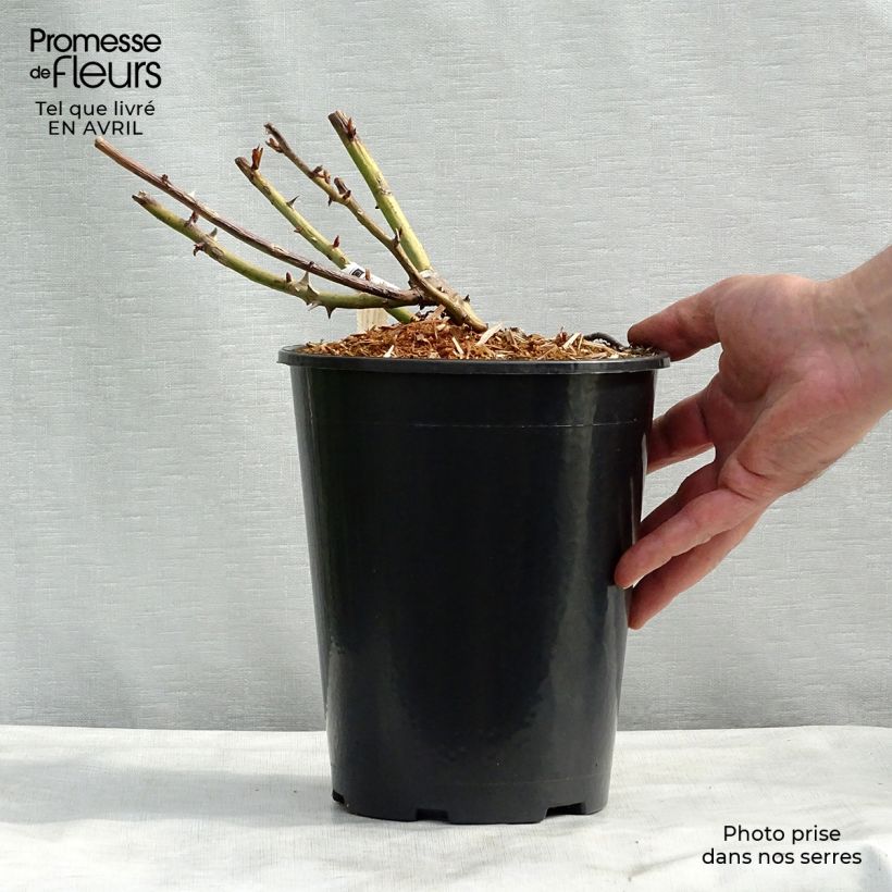 Spécimen de Rosier à grandes fleurs Belle du Seigneur Pot de 4L/5L tel que livré au printemps
