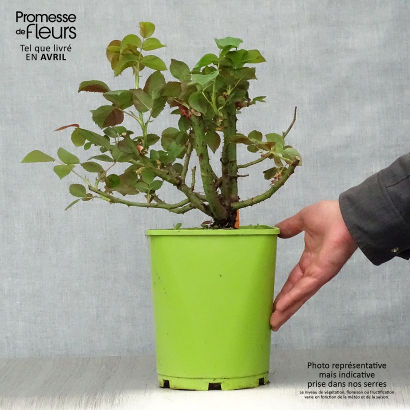 Spécimen de Rosier à grandes fleurs Belles Rives Pot de 4L/5L tel que livré au printemps