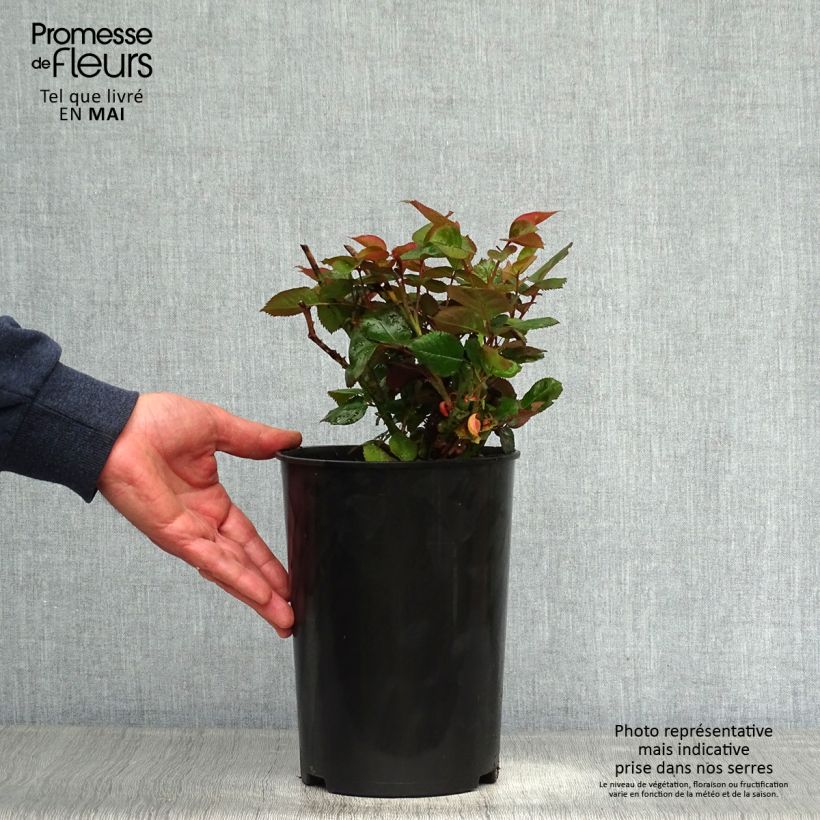 Spécimen de Rosier à grandes fleurs Blue Girl  Pot de 4L/5L tel que livré au printemps
