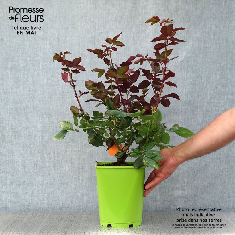 Spécimen de Rosier à grandes fleurs Bolshoï Pot de 4L/5L tel que livré au printemps