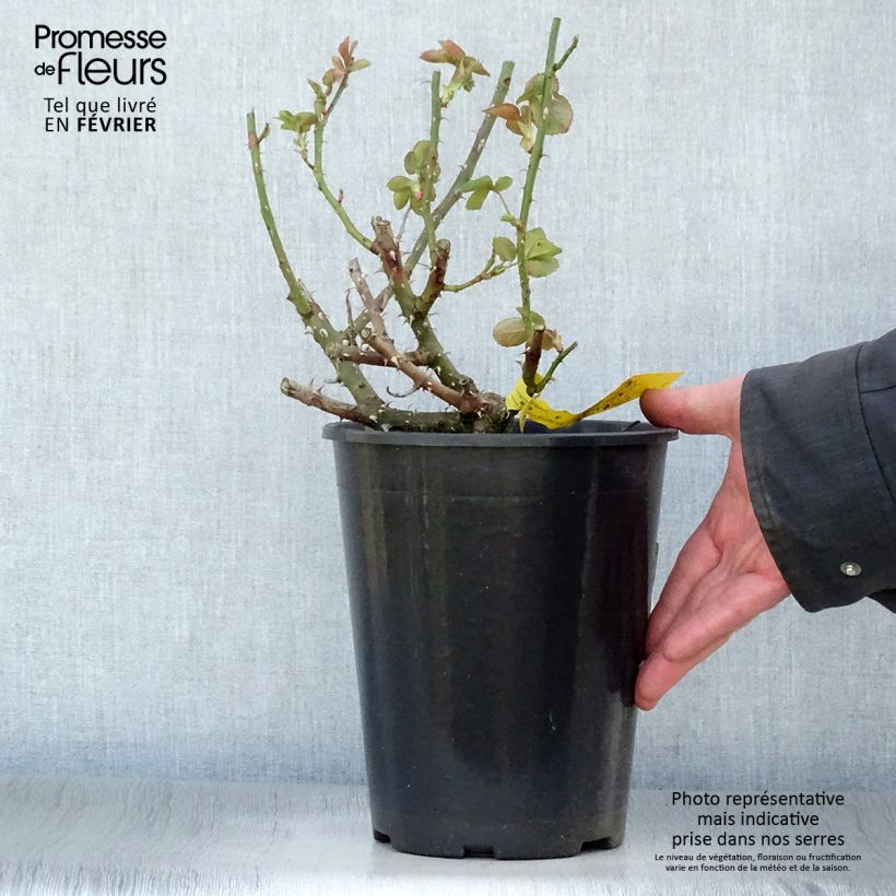 Example of Rosier à grandes fleurs Boréale  Pot de 4L/5L as you get in hiver