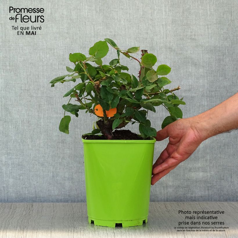 Spécimen de Rosier à grandes fleurs Botero Pot de 4L/5L tel que livré au printemps