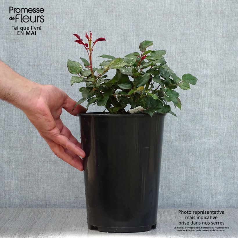 Spécimen de Rosier à grandes fleurs Broceliande Pot de 4L/5L tel que livré au printemps