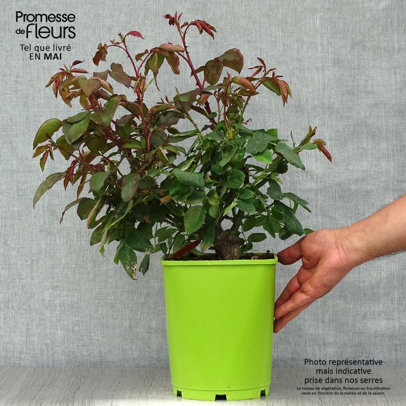 Spécimen de Rosier à grandes fleurs Catherine Deneuve Pot de 4L/5L tel que livré au printemps