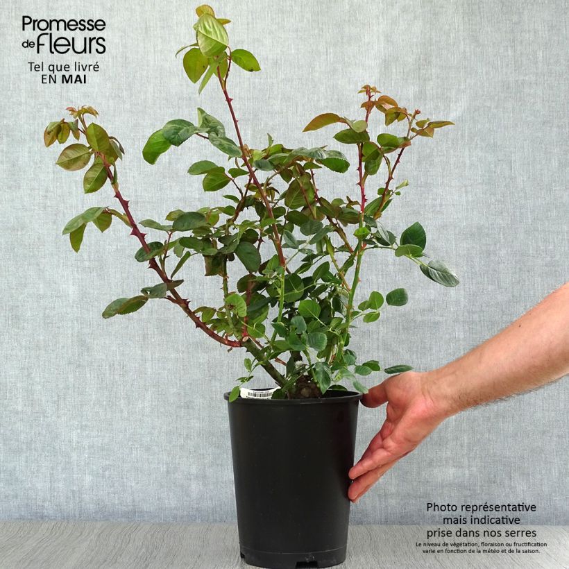 Example of Rosier à grandes fleurs Chartreuse de Parme Pot de 3L/4L as you get in printemps