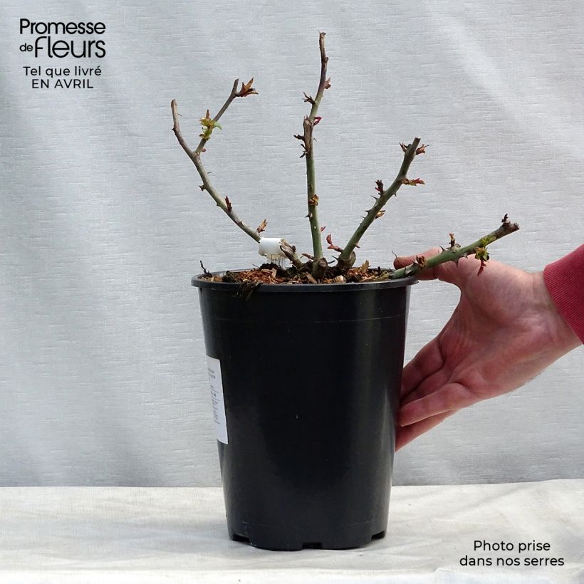 Spécimen de Rosier à grandes fleurs Claude Monet Pot de 3L/4L tel que livré au printemps
