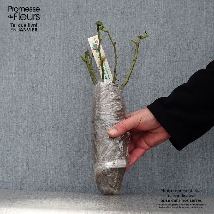 Spécimen de Rosier à grandes fleurs Coeur de Rockeur Racines nues en motte tel que livré en hiver