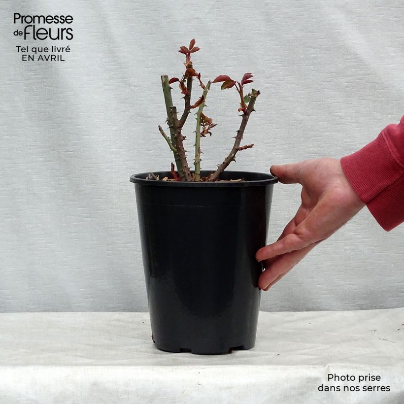 Spécimen de Rosier à grandes fleurs Courage Pot de 4L/5L tel que livré au printemps