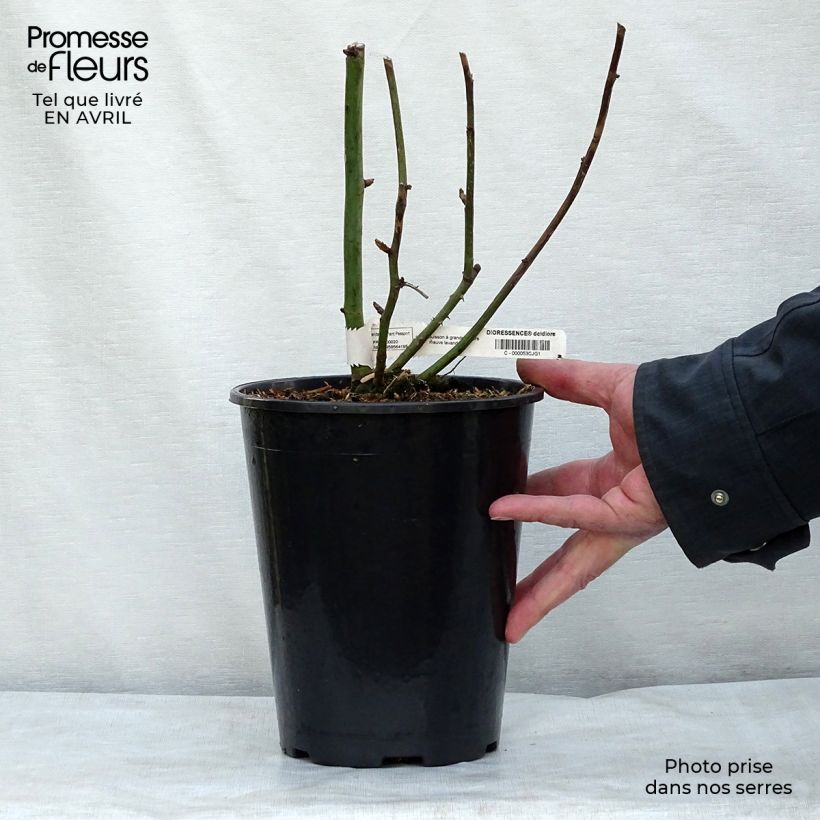 Spécimen de Rosier à grandes fleurs Dioressence Pot de 4L/5L tel que livré au printemps