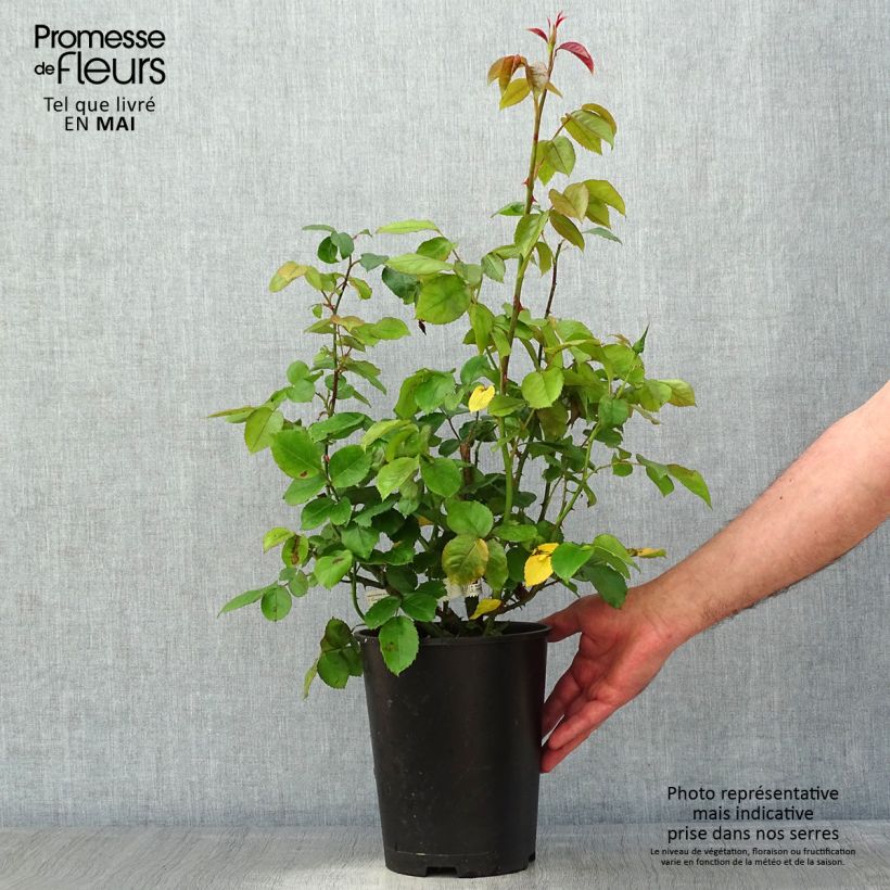 Spécimen de Rosier à grandes fleurs Domaine de Chantilly Pot de 3L/4L tel que livré au printemps