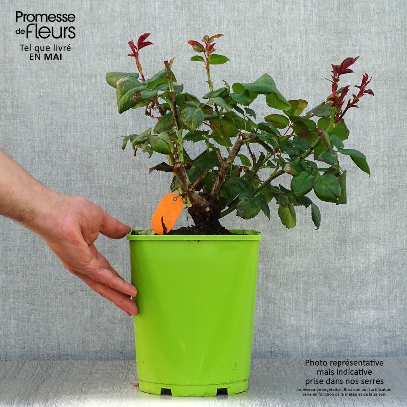 Spécimen de Rosier à grandes fleurs Eddy Mitchell Pot de 4L/5L tel que livré au printemps