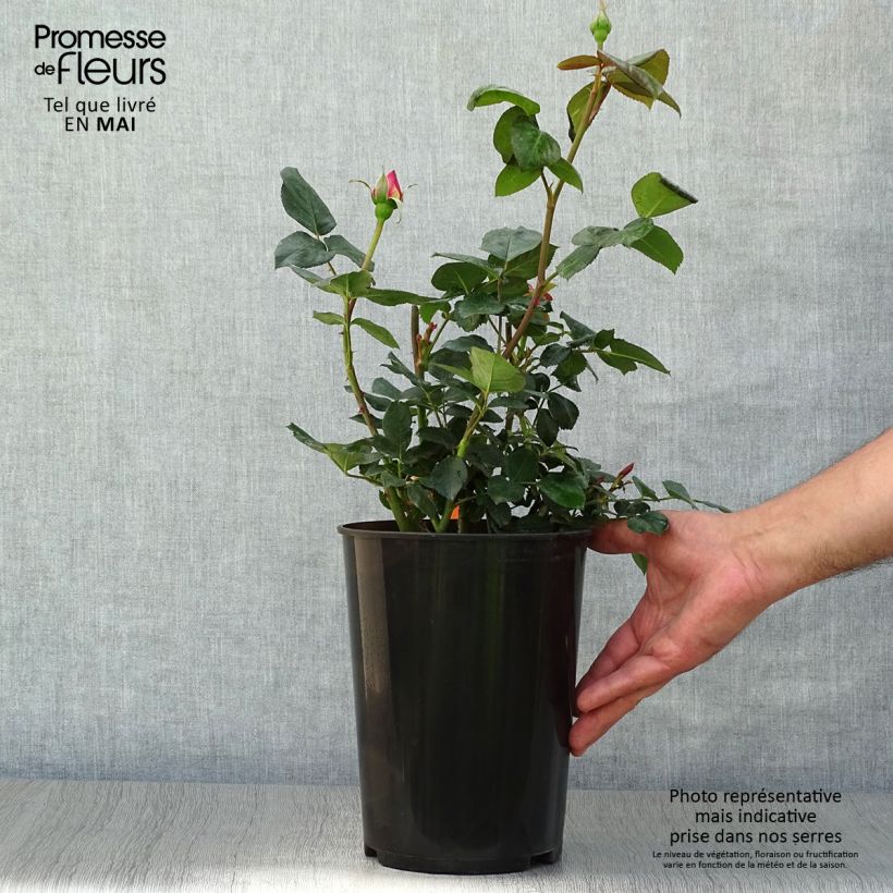 Spécimen de Rosier à grandes fleurs Elle Pot de 4L/5L tel que livré au printemps