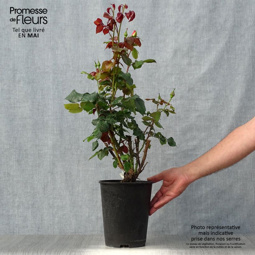 Spécimen de Rosier à grandes fleurs Eriko Takeda Pot de 4L/5L tel que livré au printemps