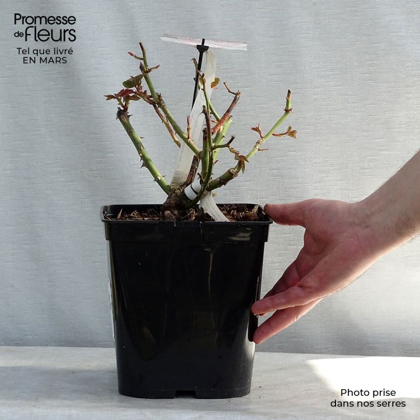 Spécimen de Rosier à grandes fleurs Gilles de Brissac Pot de 4L/5L tel que livré au printemps