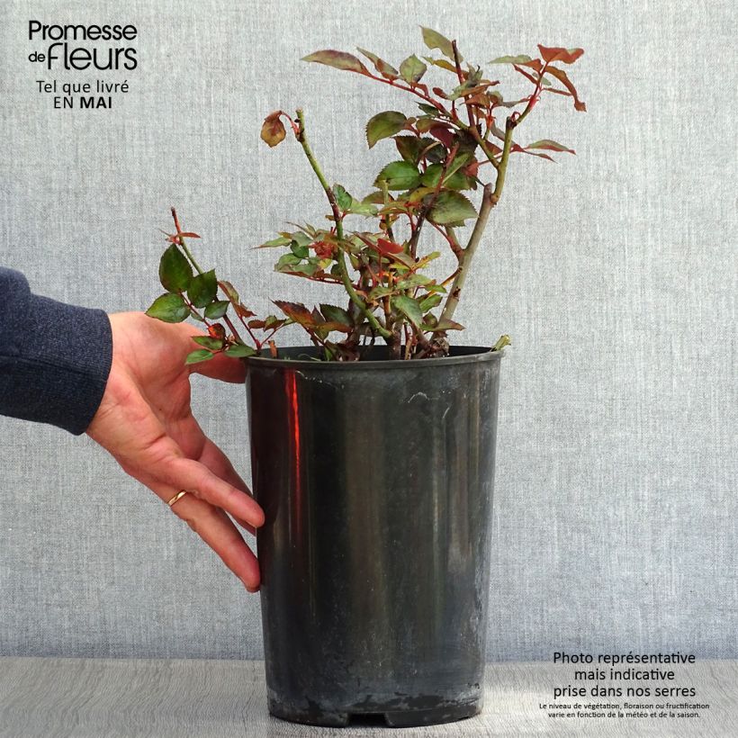 Spécimen de Rosier à grandes fleurs Grande Classe Pot de 4L/5L tel que livré au printemps