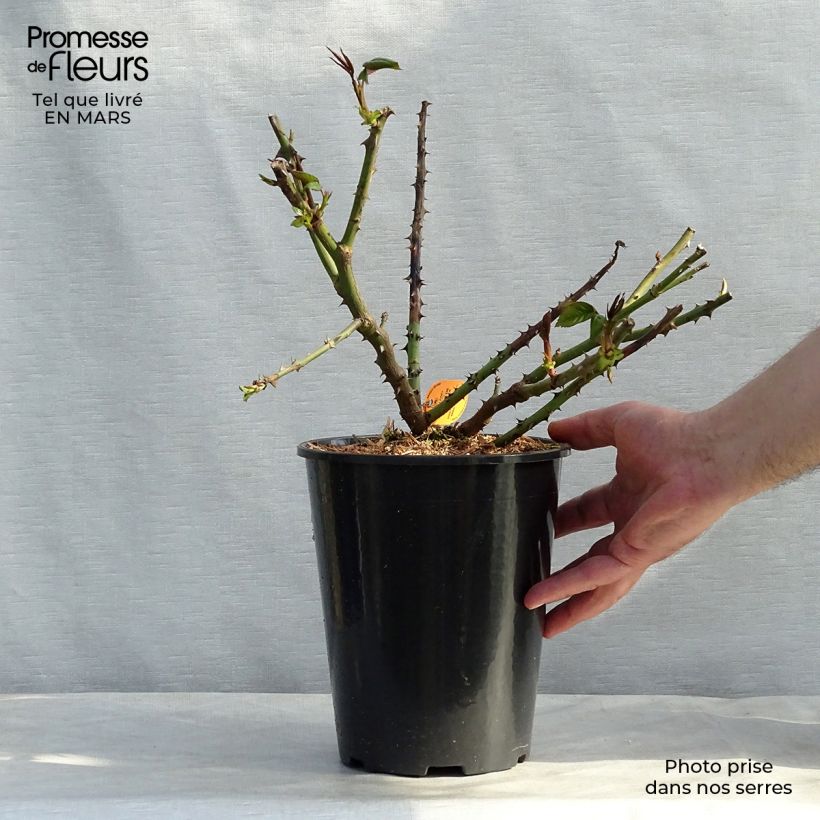 Spécimen de Rosier à grandes fleurs Honore de Balzac Pot de 4L/5L tel que livré en hiver