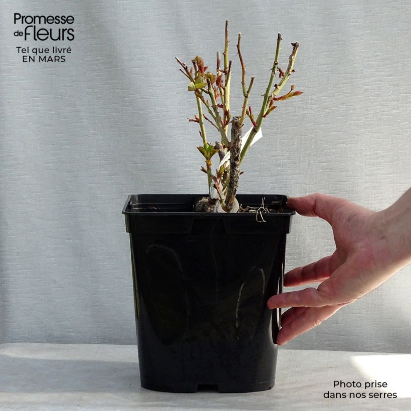 Spécimen de Rosier à grandes fleurs Isabelle Autissier Pot de 4L/5L tel que livré au printemps