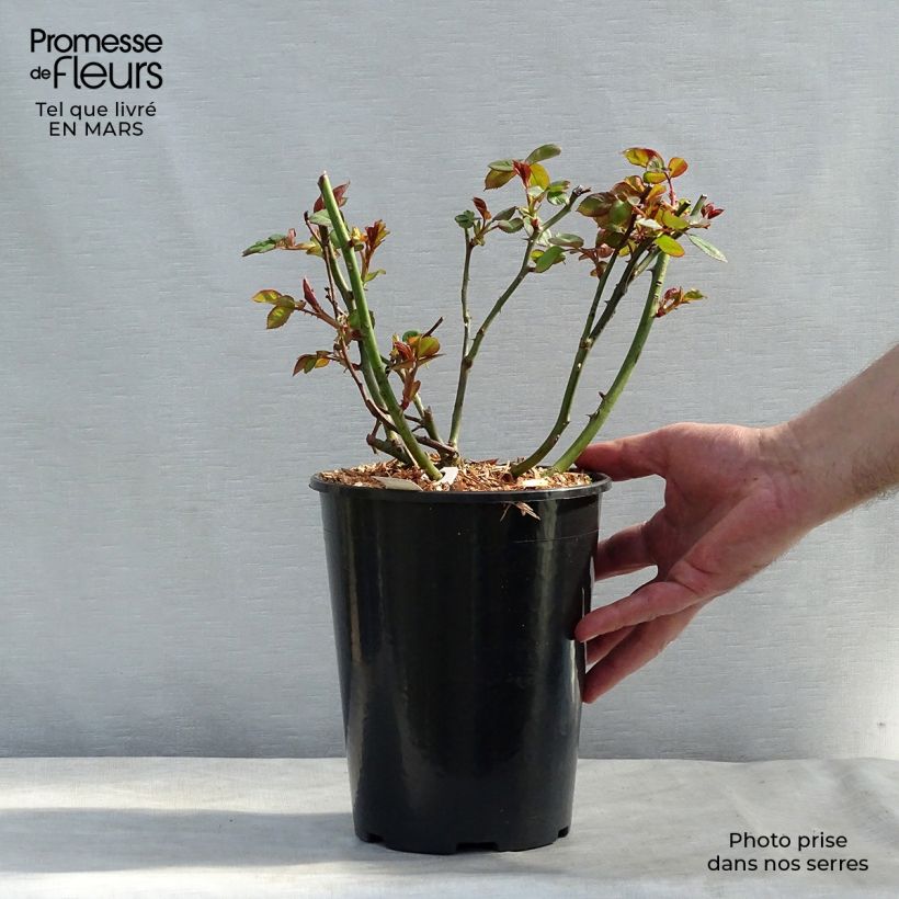 Spécimen de Rosier à grandes fleurs Jalitah Pot de 4L/5L tel que livré au printemps