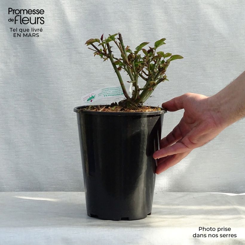 Example of Rosier à grandes fleurs Jules Verne Pot de 4L/5L as you get in printemps