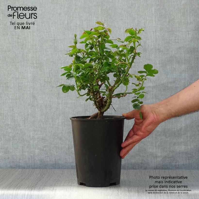 Spécimen de Rosier à grandes fleurs Ketchup & Mustard Pot de 4L/5L tel que livré au printemps