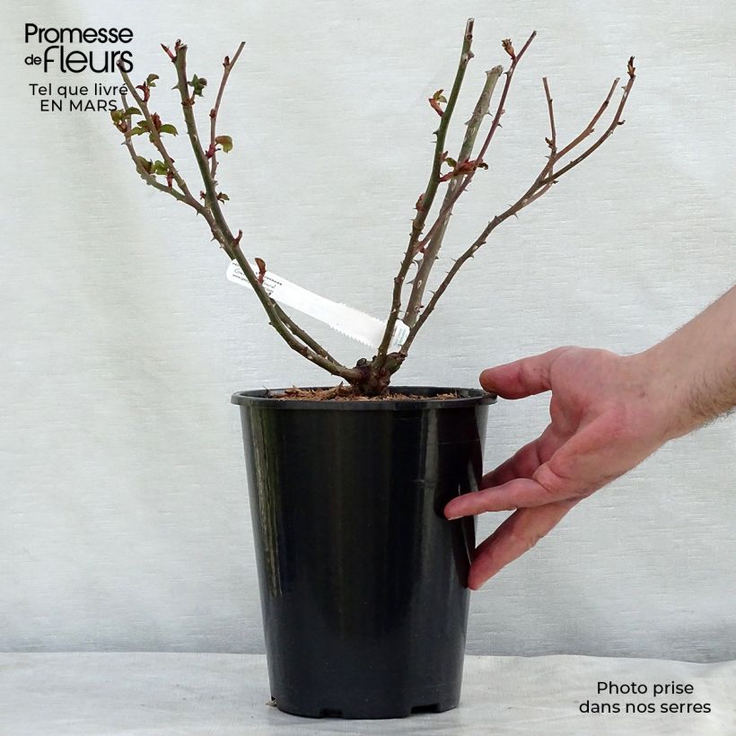 Example of Rosier à grandes fleurs La Rose de Molinard Pot de 4L/5L as you get in printemps