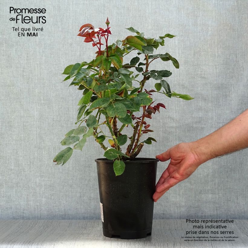 Spécimen de Rosier à grandes fleurs La rose Monsieur Pot de 4L/5L tel que livré au printemps