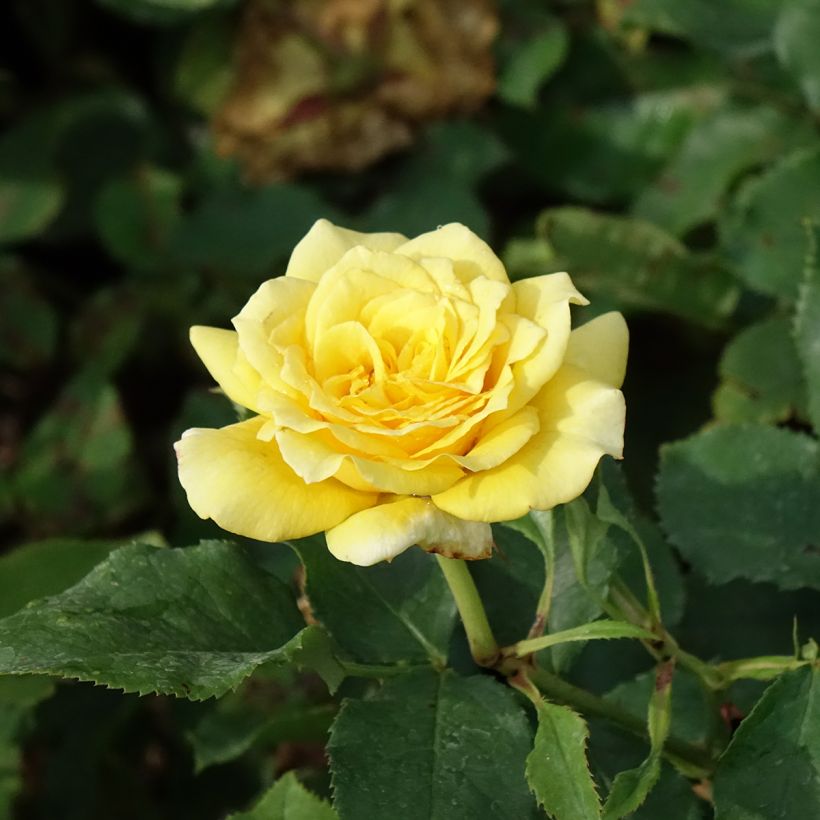 Rosier à grandes fleurs Les Années Folles La Rotonde (Floraison)